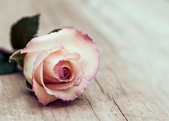 White and pink rose on wooden table