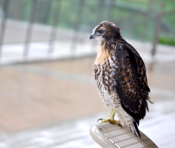 Baby red-tail hawk